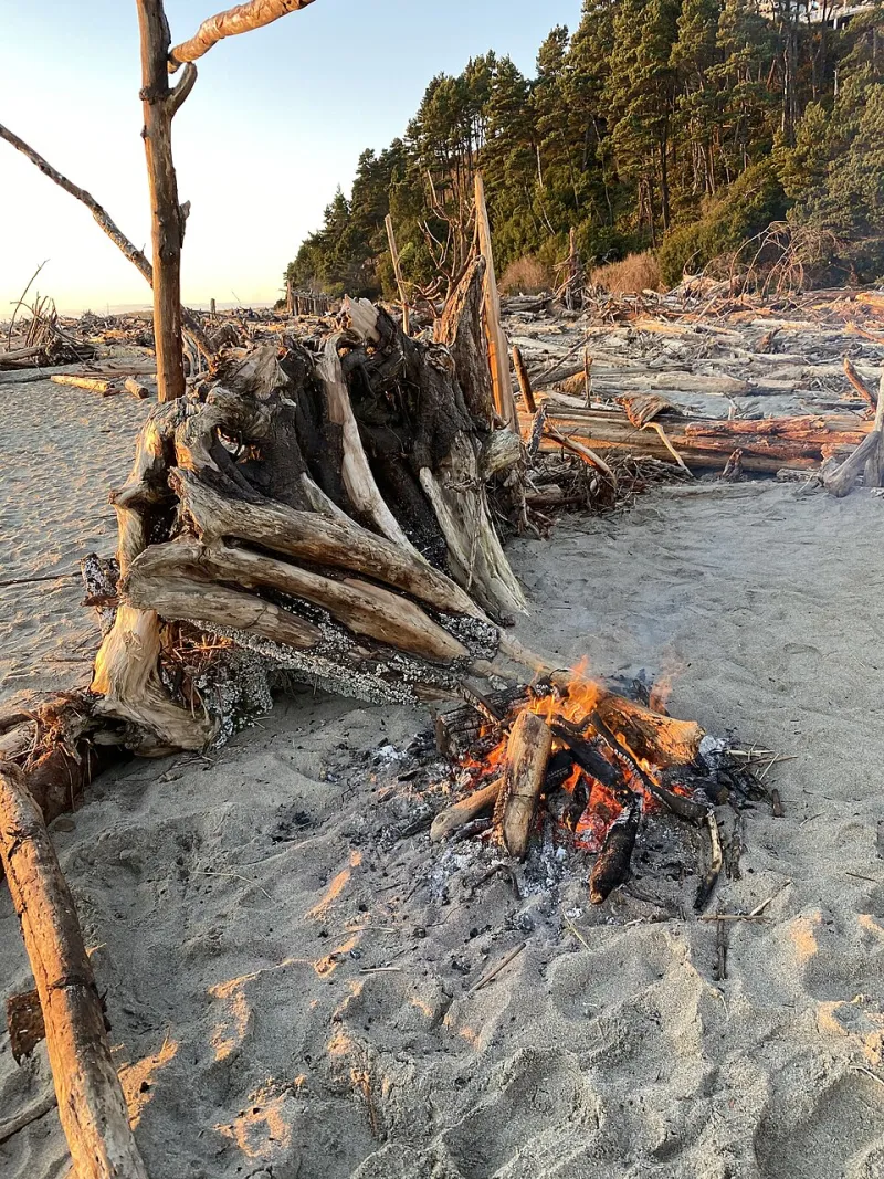The Driftwood Archive: Why Some Art Should Never See the Light